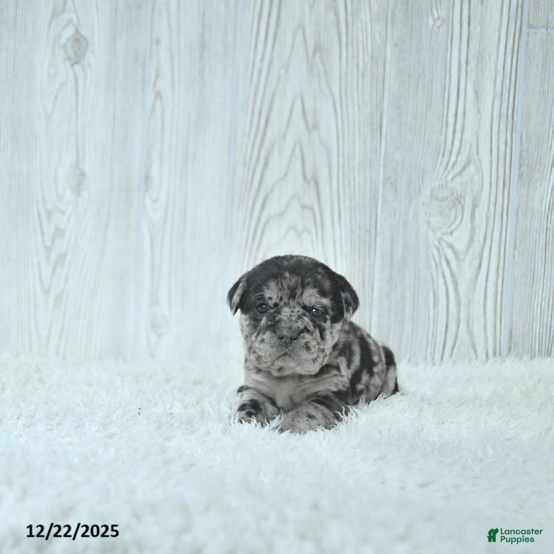 Mini Hippo dogs for sale: Gemma - Ad 1