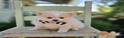 Pomeranian dogs for sale: Sidney - Ad 4