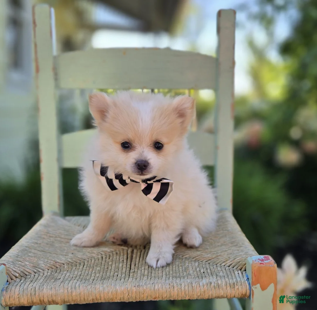 Pomeranian dogs for sale: Sidney - Ad 4