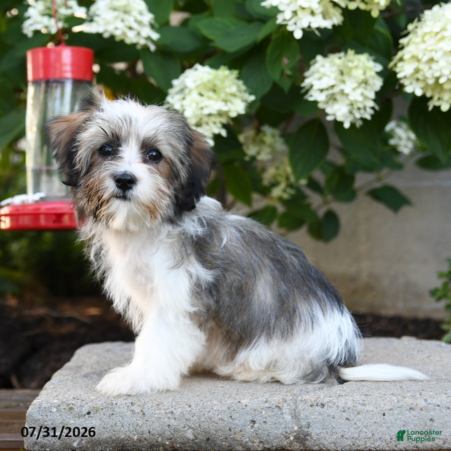 Mixed Breed dogs Jenny - Ad 2