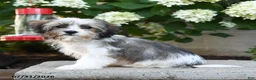 Mixed Breed dogs for sale: Jenny - Ad 2