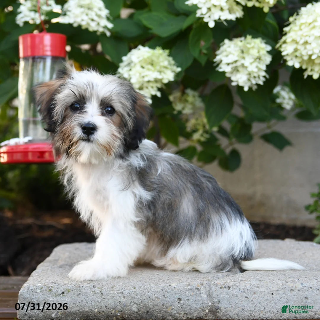 Mixed Breed dogs for sale: Jenny - Ad 2