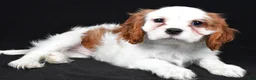 Cavalier King Charles Spaniel dogs for sale: Toby - Ad 5