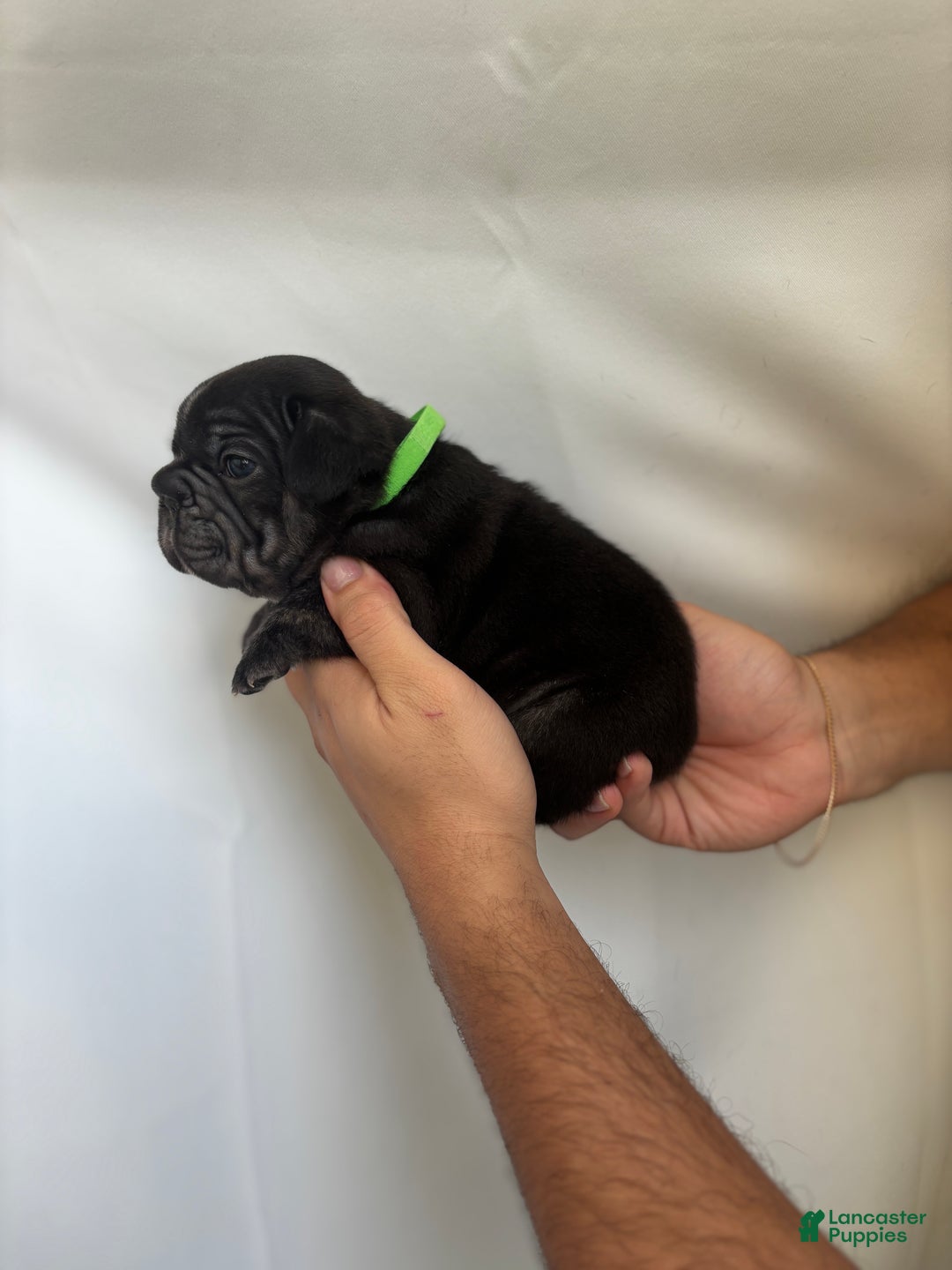 French Bulldog dogs for sale: Thunder - Ad 9