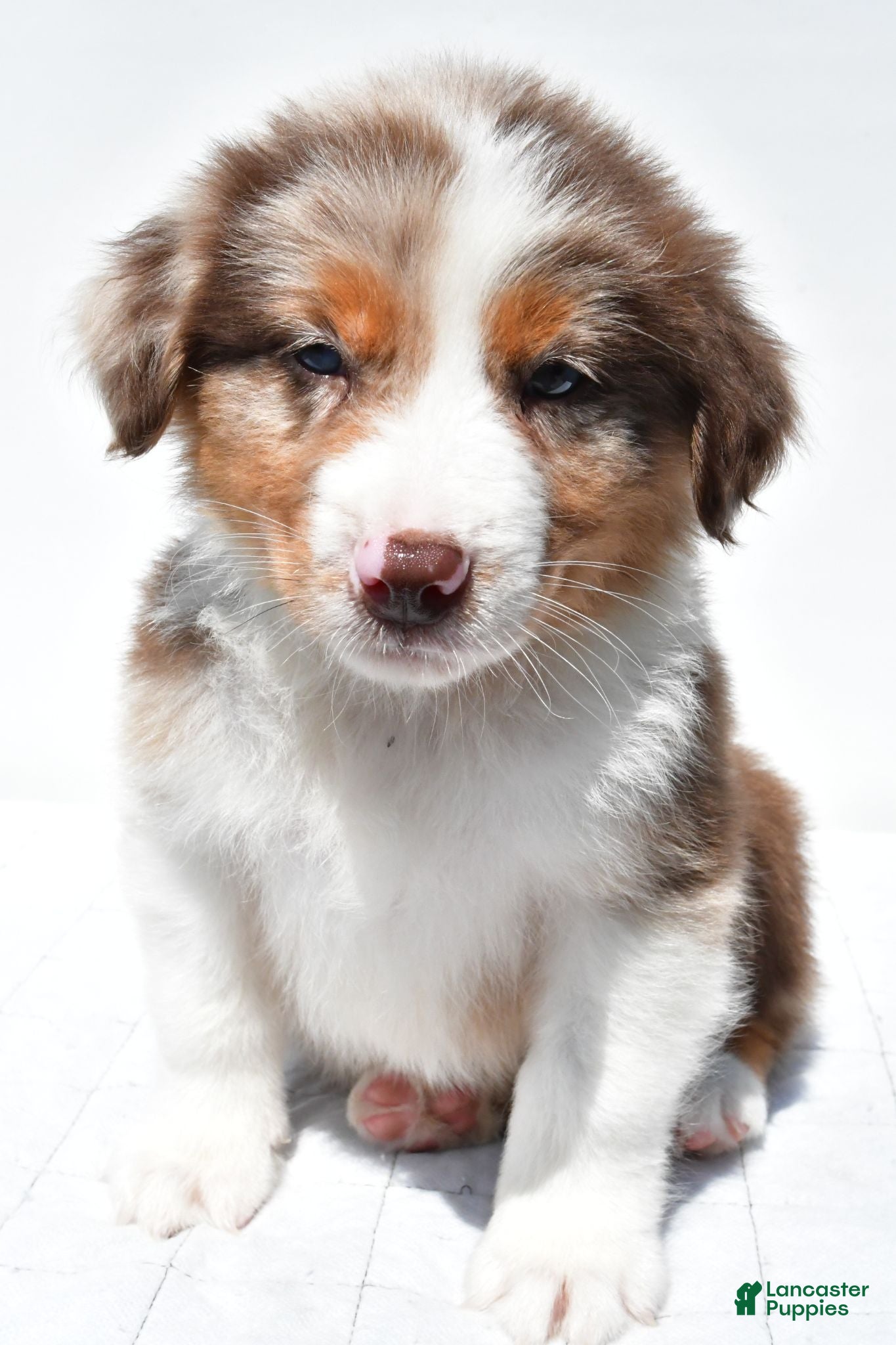 Australian Shepherd dogs Jay - Ad 1