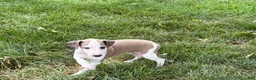 Italian Greyhound dogs for sale: Italian Greyhound male 1 fawn and white  - Ad 6