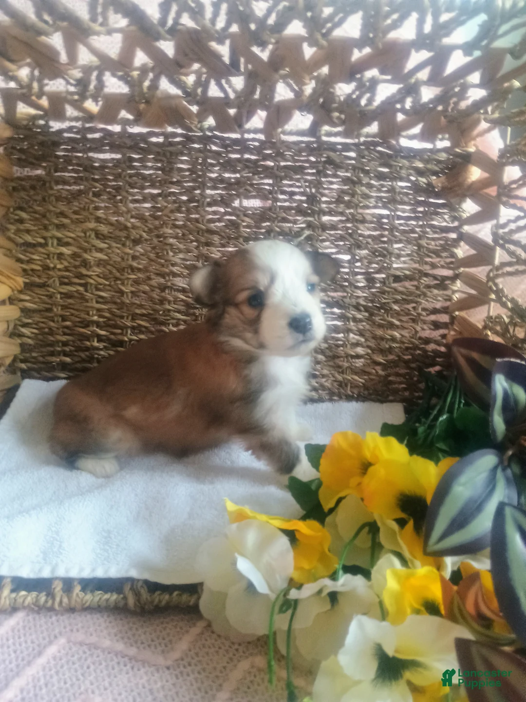 Mixed Breed dogs for sale: Mixed Breed Puppy 4 - Ad 2