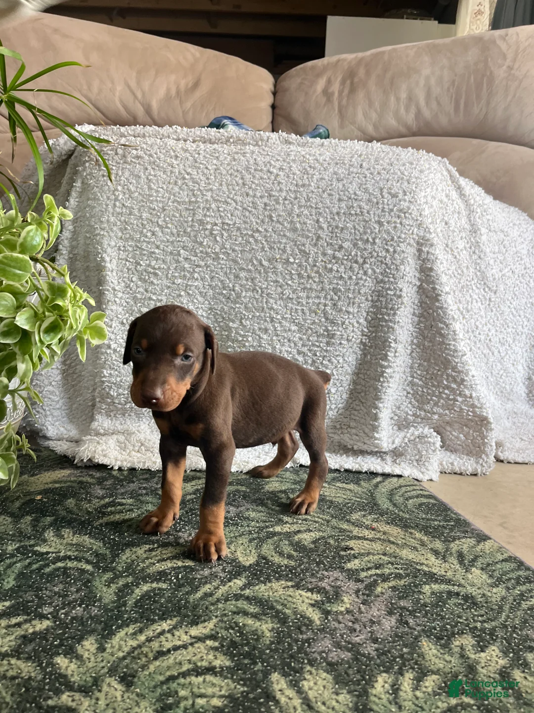 Doberman Pinscher dogs for sale: DUKE❤️🐾AKC Ears Tail Docked❤️Call 717-548-2200 - Ad 2