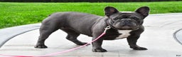 French Bulldog dogs for sale: Abby  - Ad 7