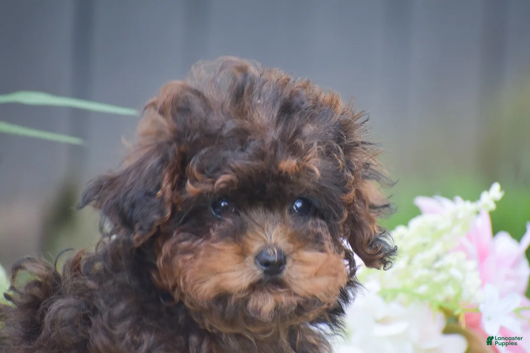 Toy Poodle dogs for sale: Clover - Ad 6