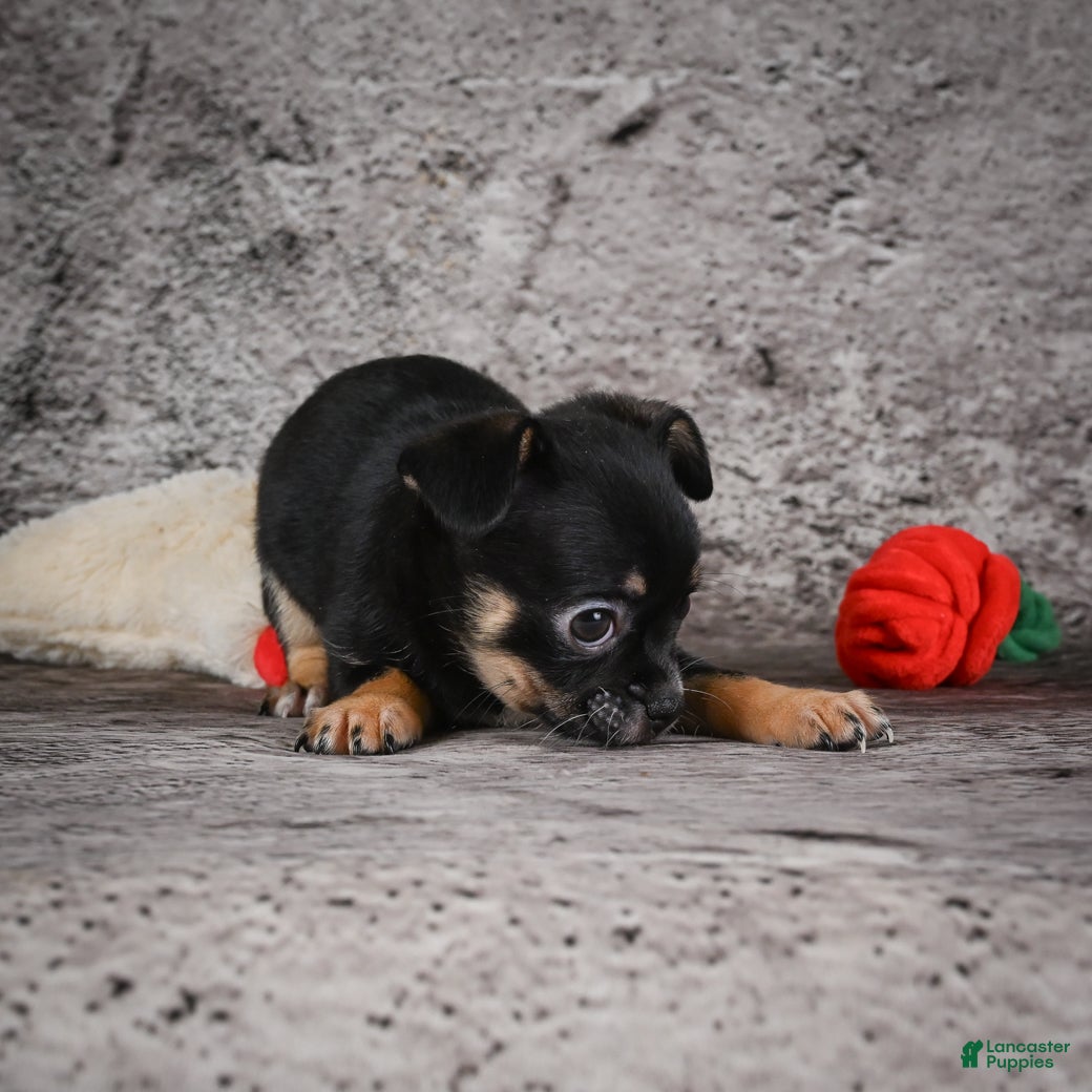 Chihuahua dogs Leke - Ad 2