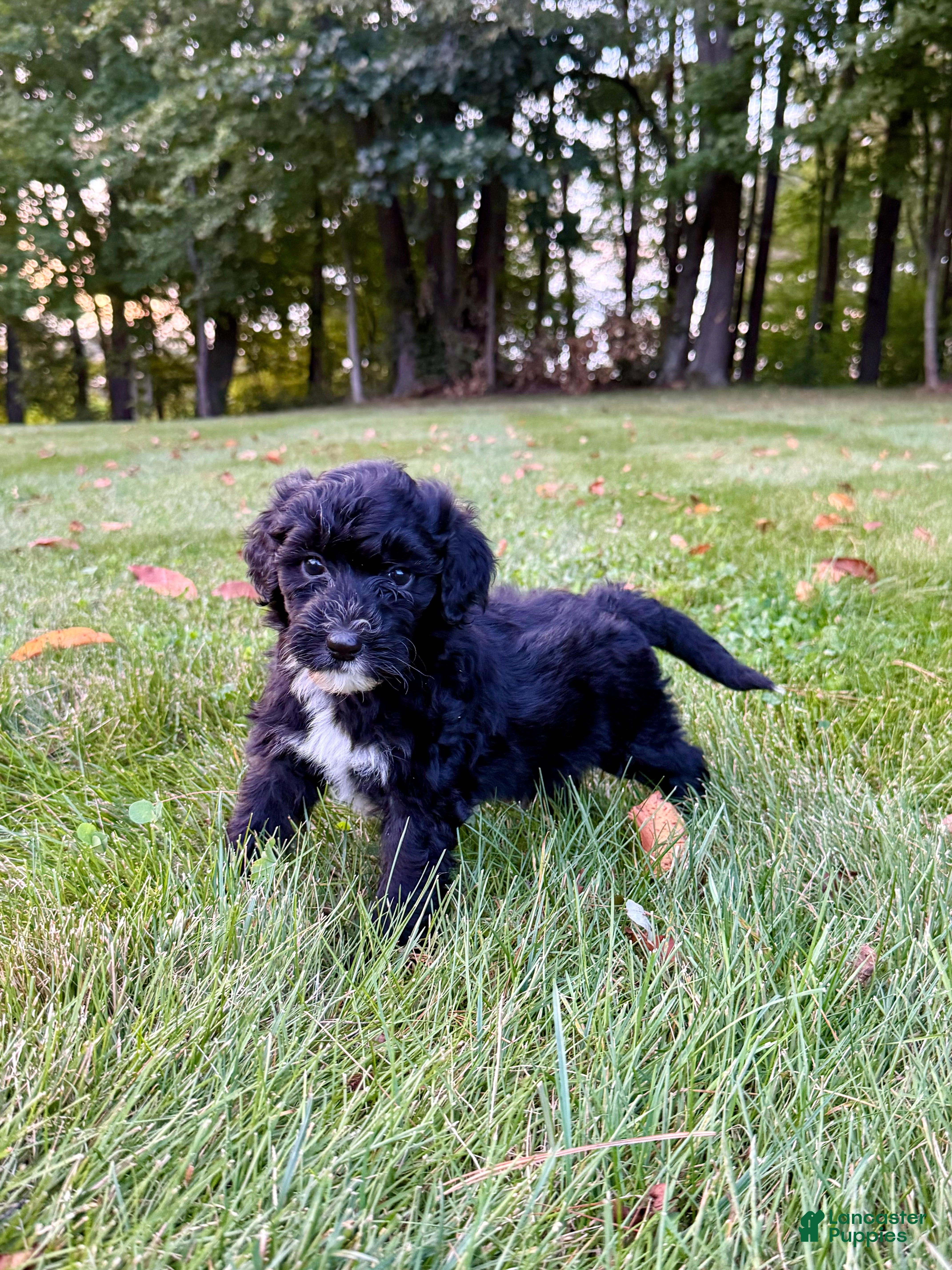 Portuguese Water Dog dogs Izzy - Ad 1