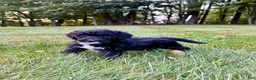 Portuguese Water Dog dogs for sale: Izzy - Ad 1