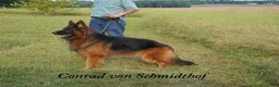 German Shepherd dogs for sale: Long coat black/red german shepherd male (Dolly/Conrad litter) - Ad 5