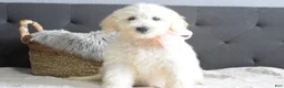 Goldendoodle dogs for sale: Goldendoodle Puppy 8 - Ad 2