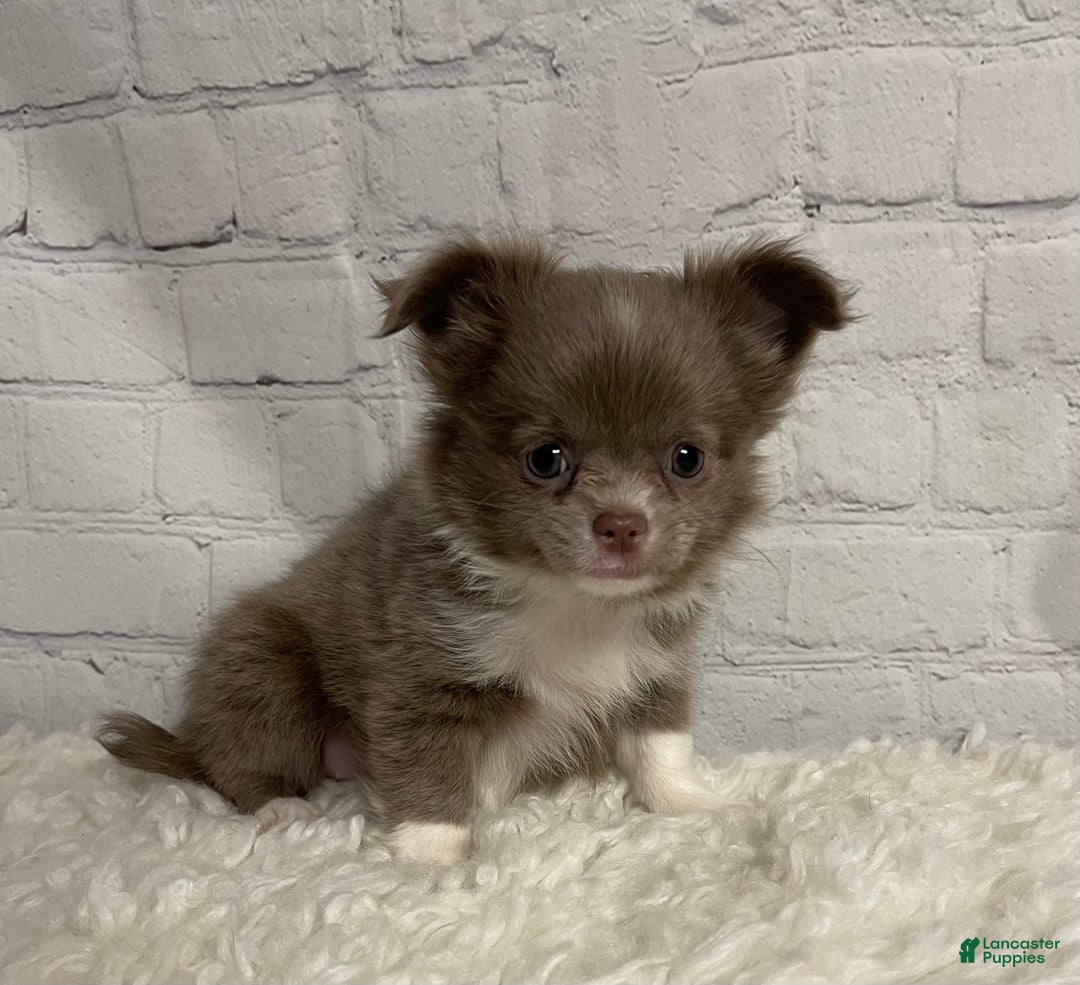 Chihuahua dogs for sale: Chihuahua Puppy 2 - Ad 4