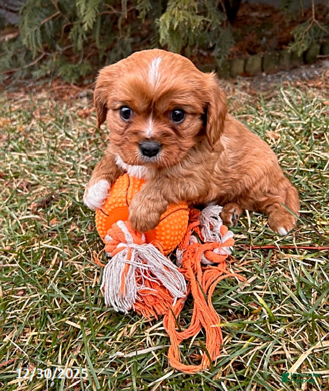 Cavalier King Charles Spaniel dogs for sale: Wrigley - Ad 3