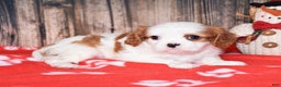 Cavalier King Charles Spaniel dogs for sale: Bagel - Ad 4