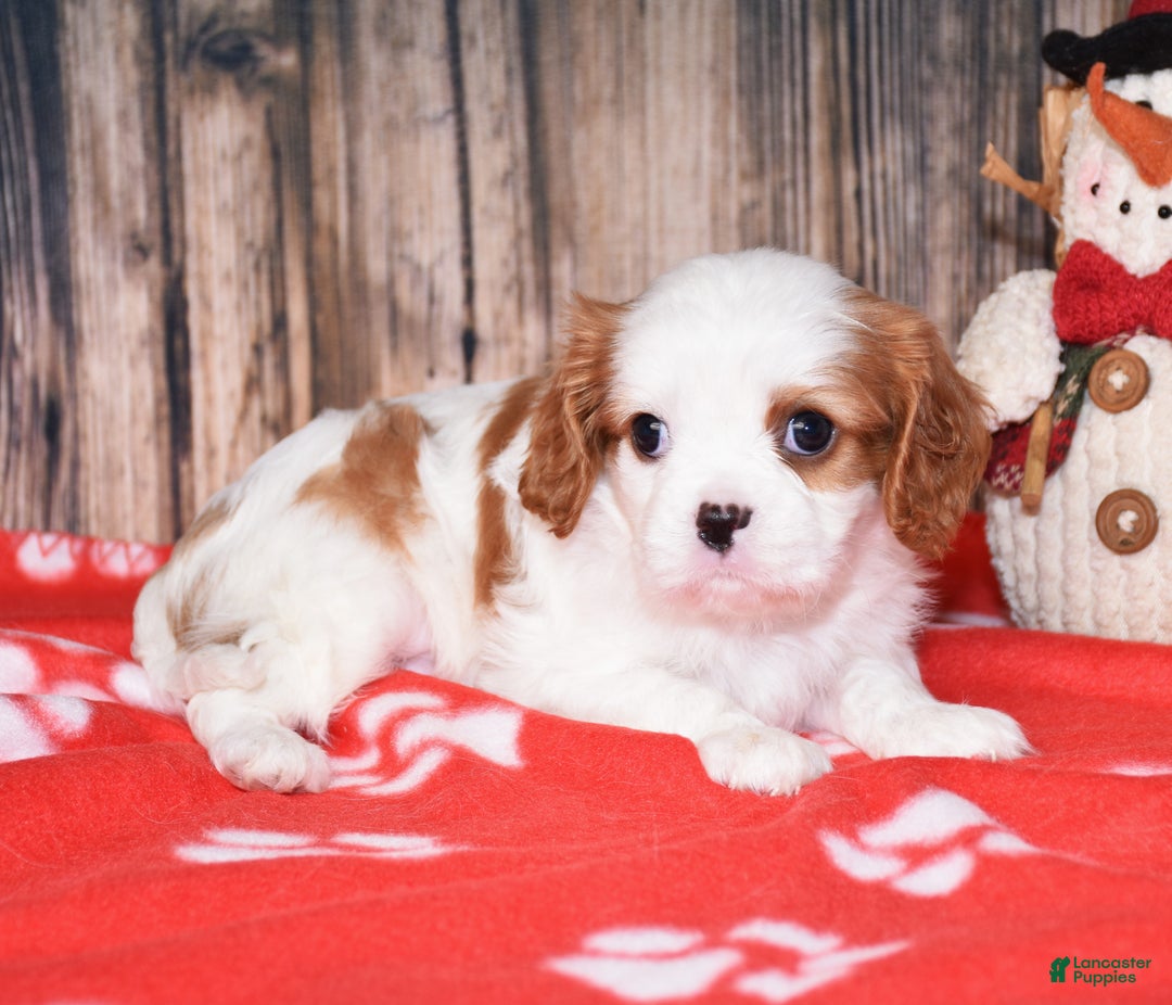 Cavalier King Charles Spaniel dogs for sale: Bagel - Ad 4