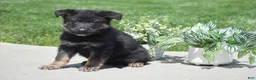 German Shepherd dogs for sale: Hailey - Ad 4
