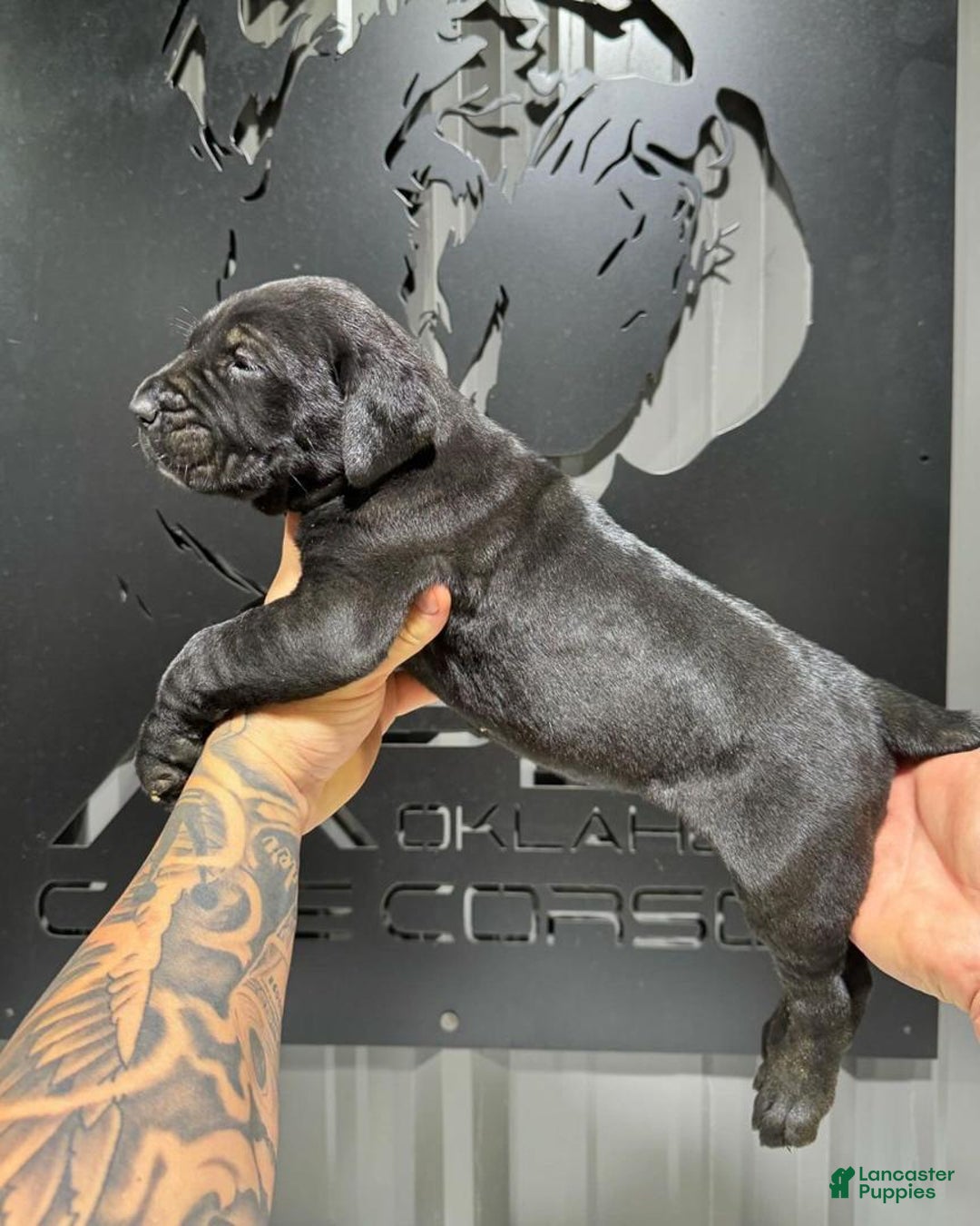 Cane Corso dogs for sale: Rocco - Ad 3