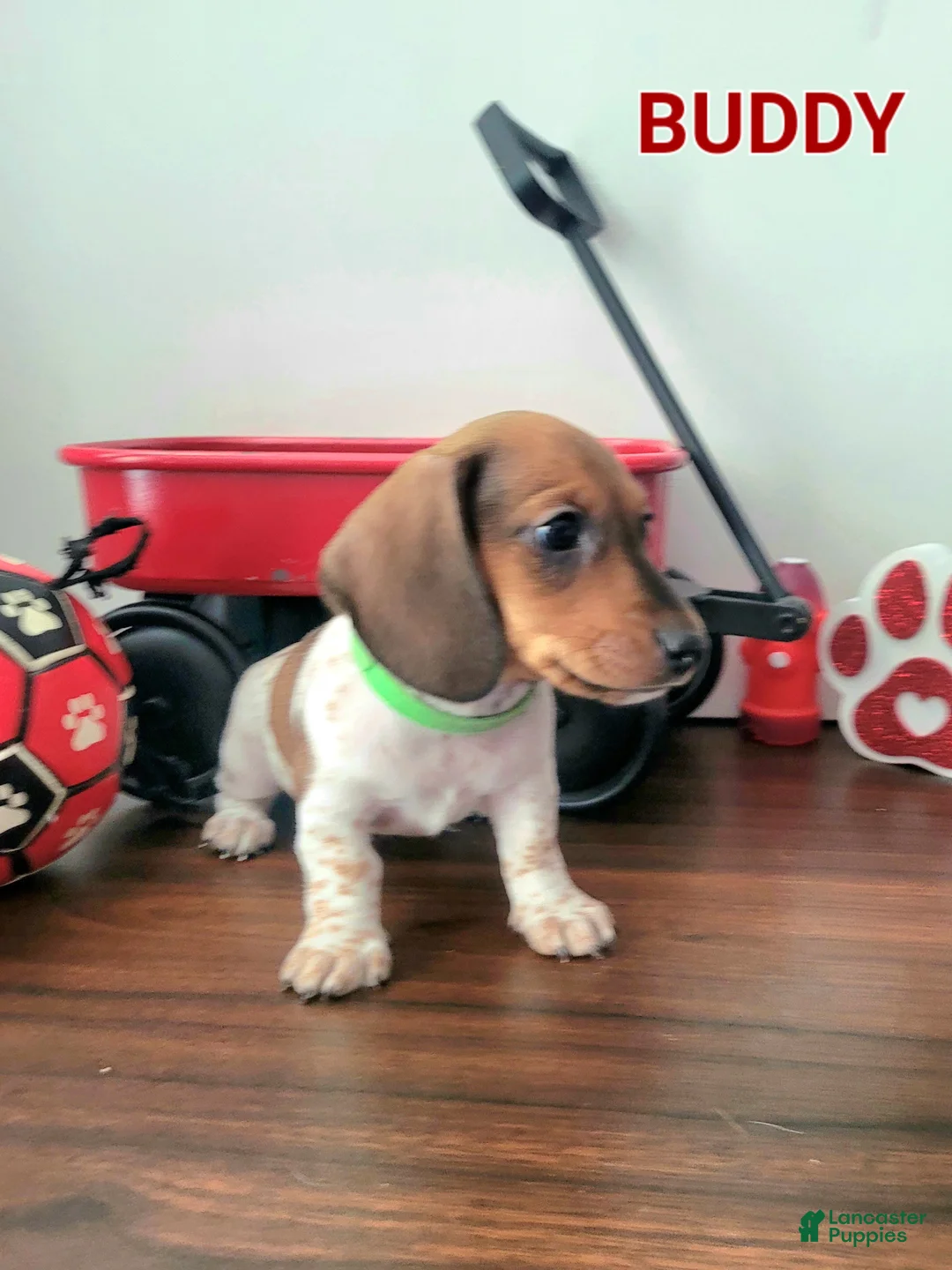 Miniature Dachshund dogs for sale: Buddy Miniature Dachshund Puppy 3 - Ad 2