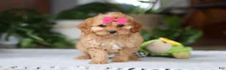 Cavapoo dogs for sale: Amelia - Ad 1