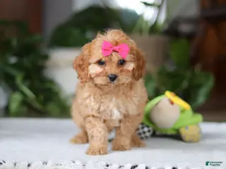 Cavapoo dogs for sale: Amelia - Ad 3