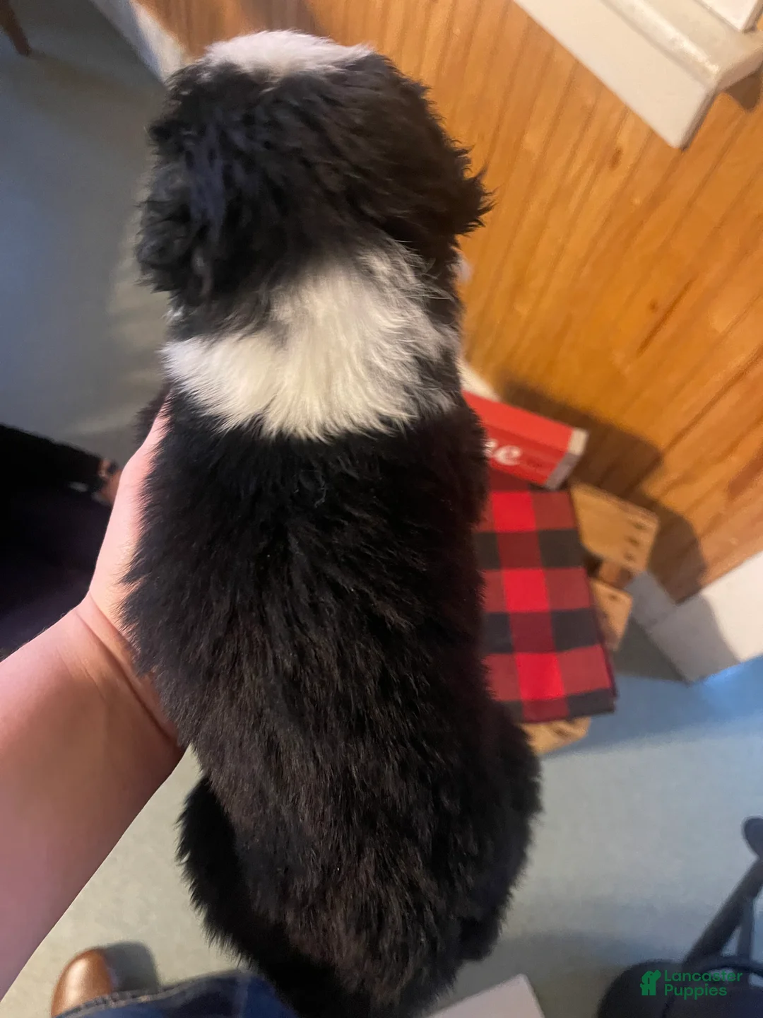 Australian Shepherd dogs for sale: Archer - Ad 7