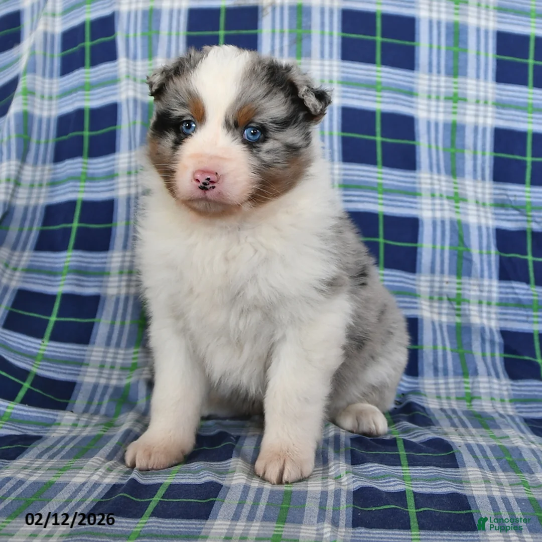 Australian Shepherd dogs for sale: Reed - Ad 4