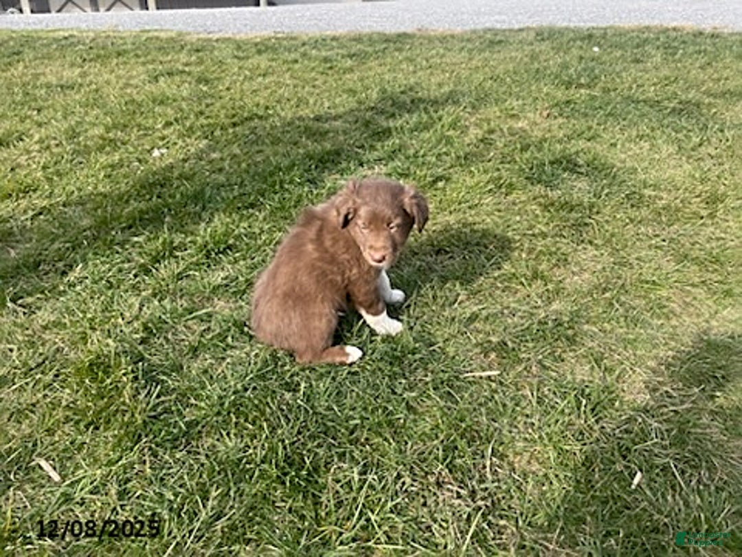 Border Collie dogs for sale: Rocket - Ad 2