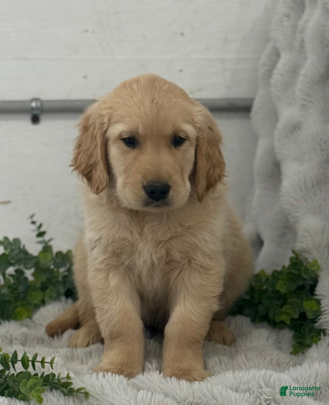 Golden Retriever dogs for sale: Jingle Bells - Ad 7