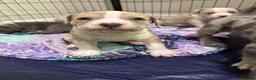 American Bully dogs for sale: American Bully 4 *Copen* - Ad 3