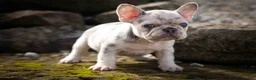 French Bulldog dogs for sale: 🐾 Meet Knox — A Happy Little Frenchie with Plenty of Love to Give! 🐾 - Ad 16