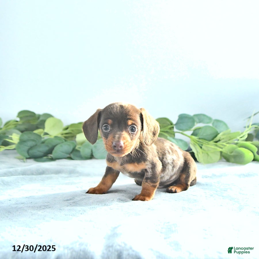 Miniature Dachshund dogs Sparkey   - Ad 40