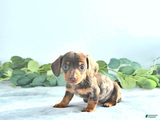 Miniature Dachshund dogs Sparkey - Ad 40
