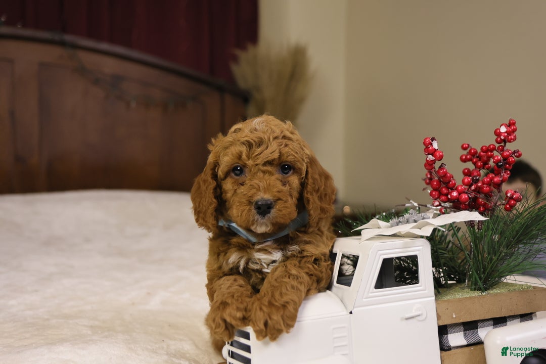 Goldendoodle dogs for sale: Sam - Ad 6