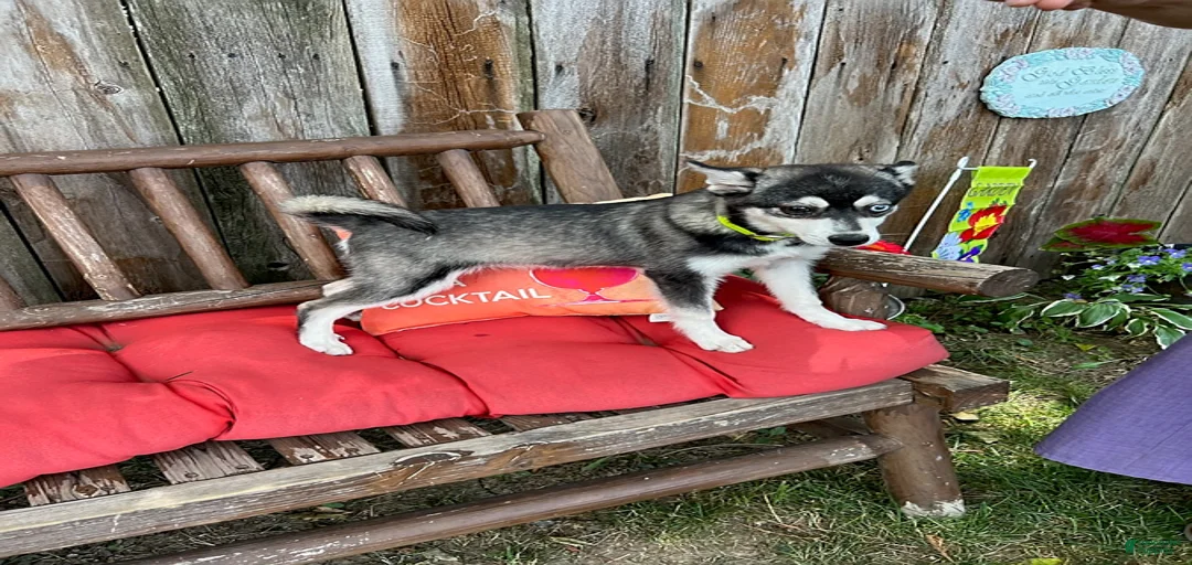 Gallery Image {{count}}