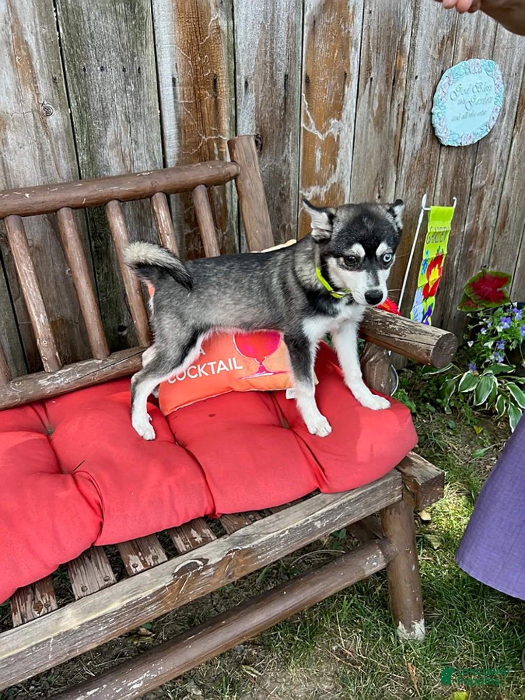 Gallery Image {{count}}