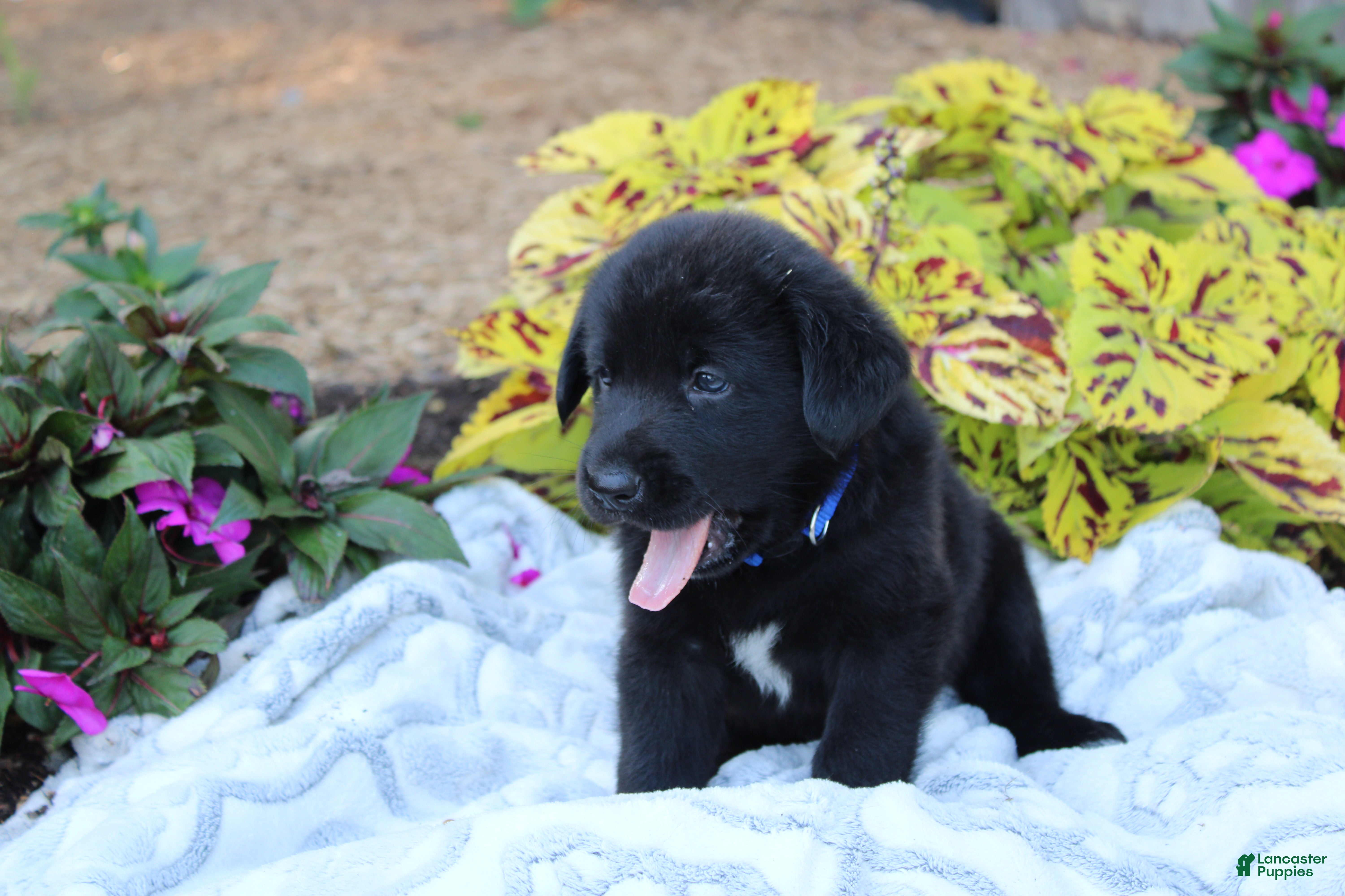 Labrador Retriever dogs Bruce - Ad 1