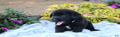 Bruce