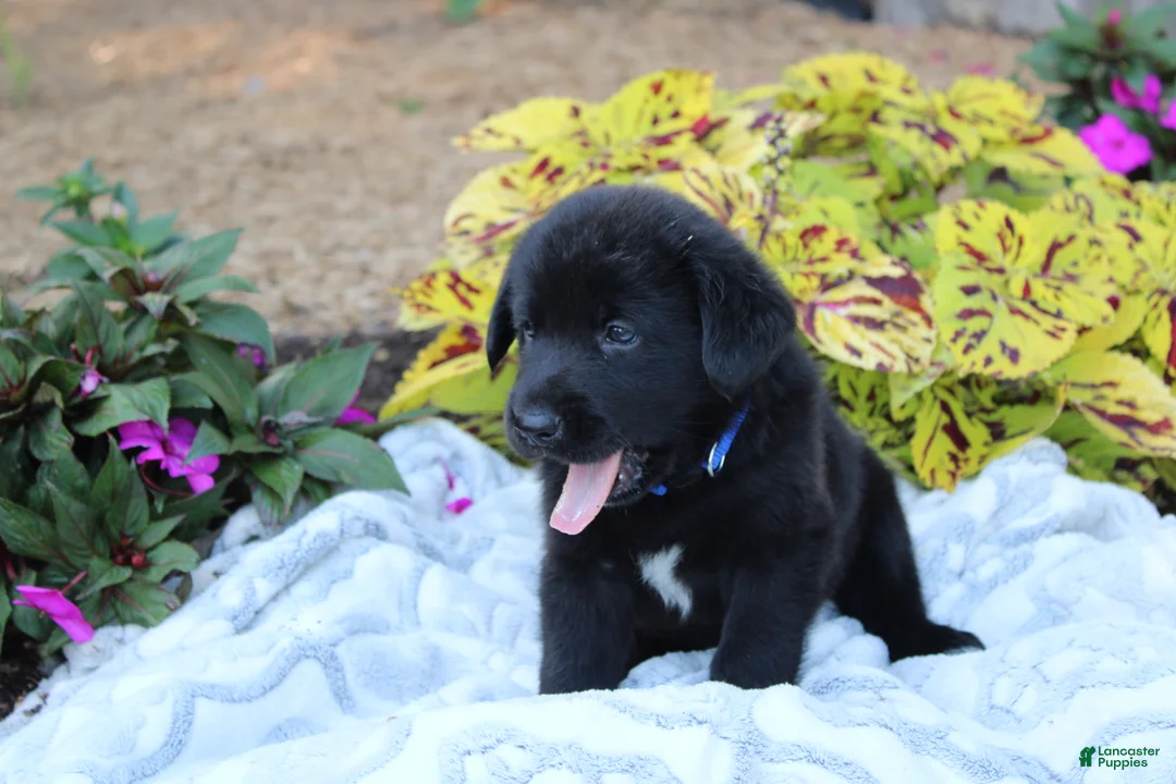 Labrador Retriever dogs for sale: Bruce - Ad 1