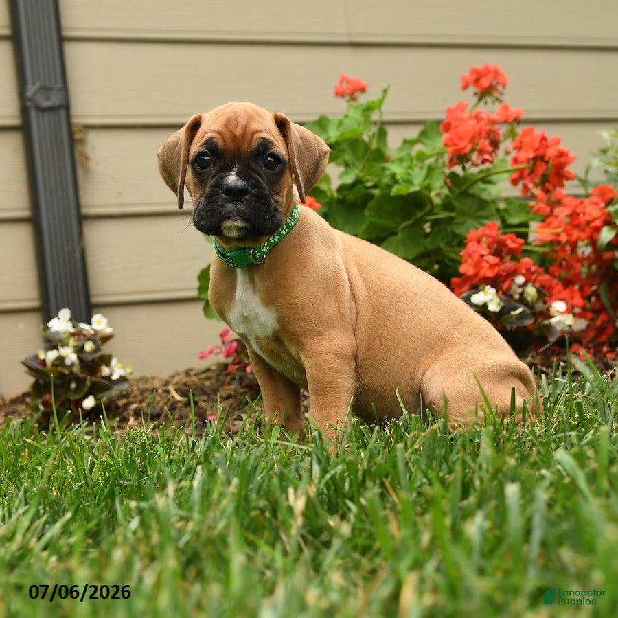 Boxer dogs Parsley - Ad 1