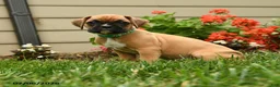 Boxer dogs for sale: Parsley - Ad 1