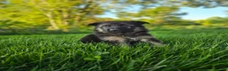 German Shepherd dogs for sale: Jack - Ad 7