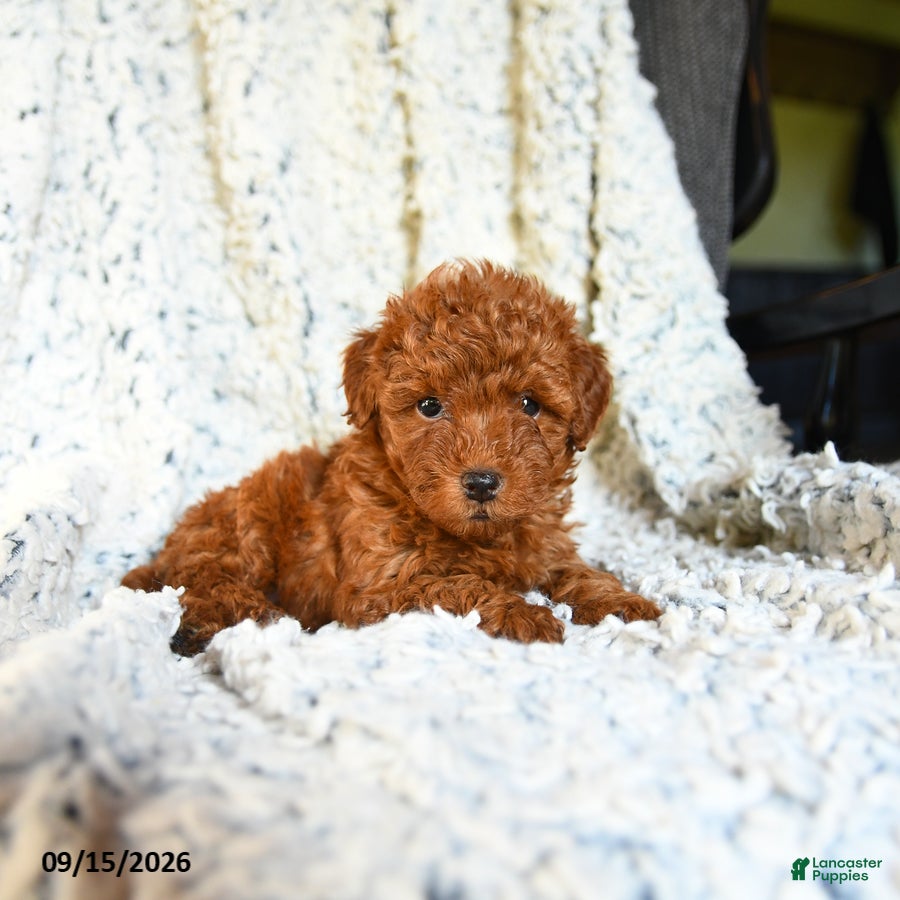Toy Poodle dogs Snickers - Ad 2