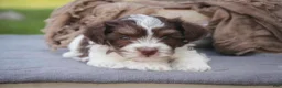 Havanese dogs for sale: Sherlock Havanese  - Ad 15
