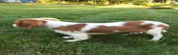 Cavalier King Charles Spaniel dogs for sale: Cavalier King Charles Spaniel 1 - Ad 9