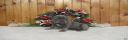 French Bulldog dogs for sale: AKC Ruthie - Ad 3