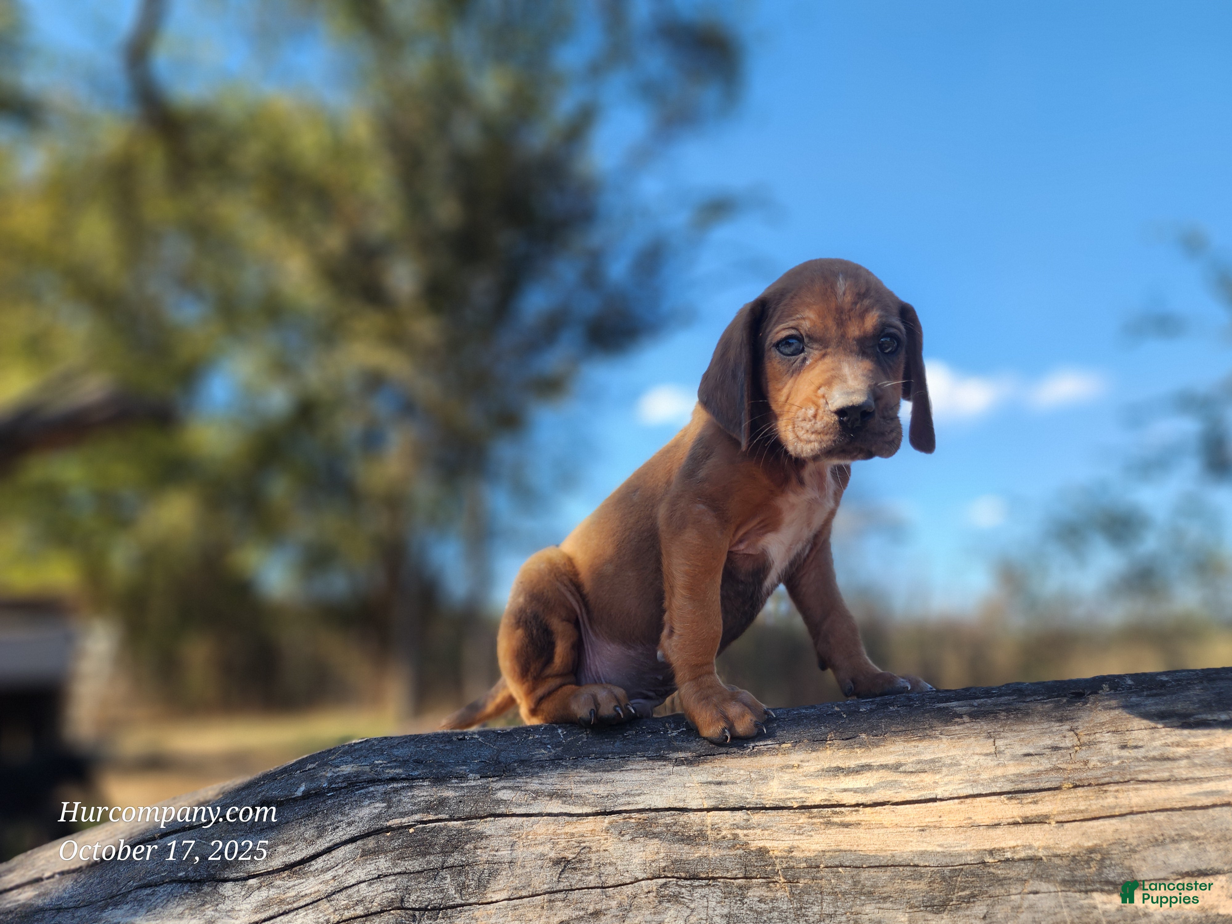 Mixed Breed dogs Fall 2025 Bloodahoula Male 2 - Ad 30